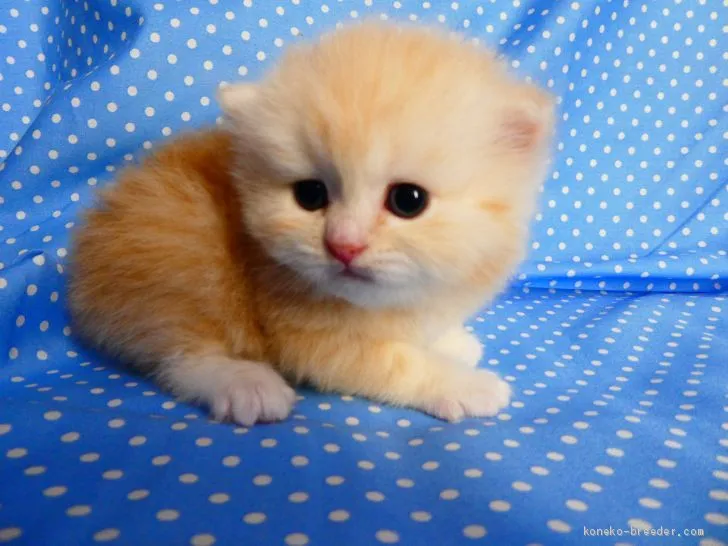 ID:1904-01013の子猫