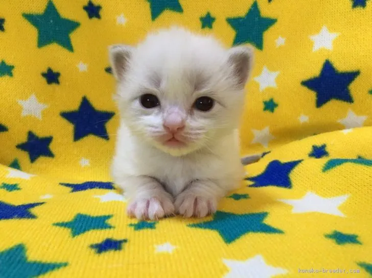 Whiteママ 様のお迎えした子猫