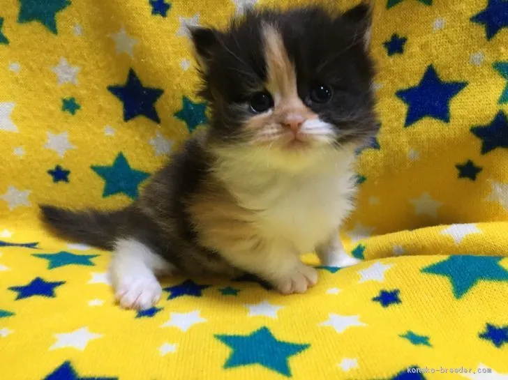 ID：2102-00189の子猫