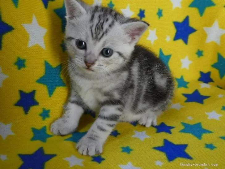 ID：1905-01777の子猫