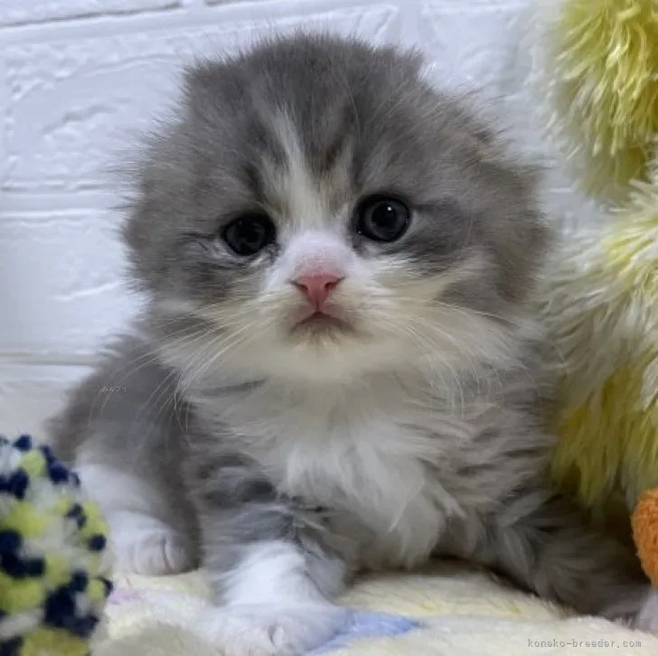 ID：2310-00990の子猫