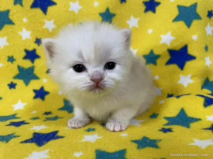 K.K. 様のお迎えした子猫