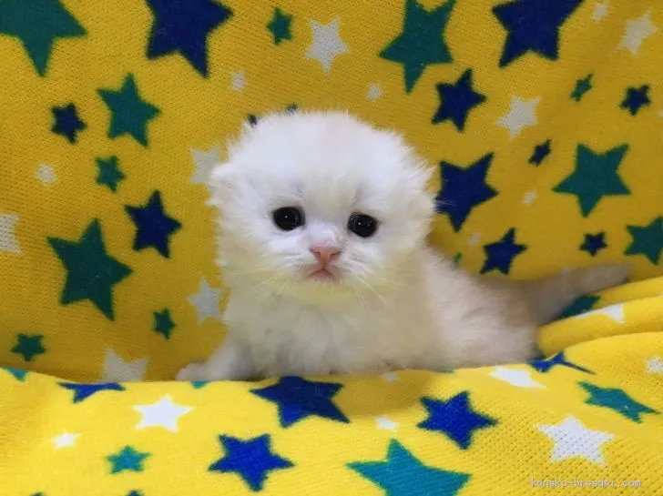 ID：2009-01735の子猫