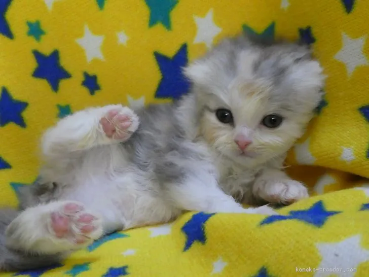 ID：1911-00093の子猫