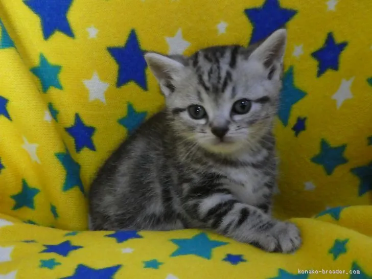 ID：1910-01277の子猫