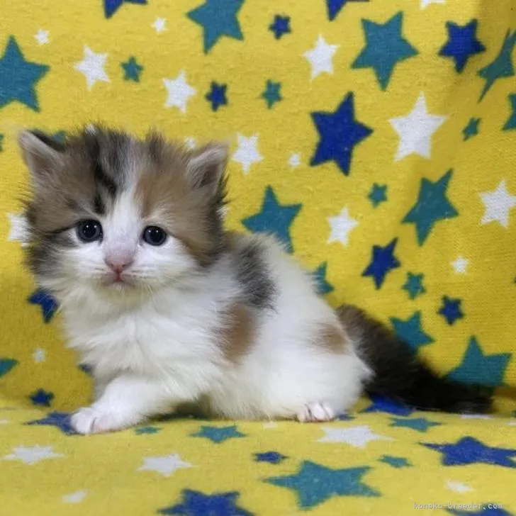ID：2206-00846の子猫
