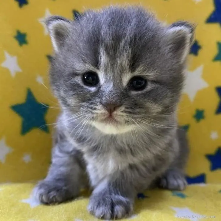 ID:2209-01780の子猫