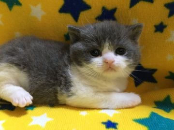 ブリティッシュショートヘア【山梨県・男の子・2021年1月12日・ブルー&ホワイト】の写真「綺麗なハチワレ・優しい顔の男の子☆」