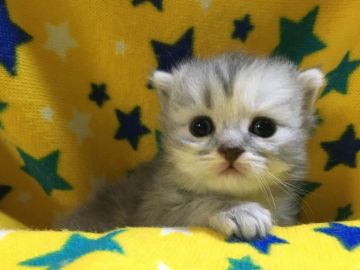 スコティッシュフォールド(立ち耳)【山梨県・女の子・2020年4月28日・ブルータビー】の写真「人気の淡いカラー・可愛い女の子♡」