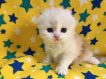 スコティッシュフォールド(折れ耳)【山梨県・男の子・2020年3月1日・レッドタビー&ホワイト】の写真「まん丸、可愛い男の子☆」