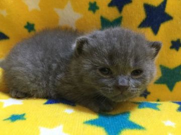 ブリティッシュショートヘア【山梨県・男の子・2021年1月12日・ブルー】の写真「綺麗なブルーの男の子☆」