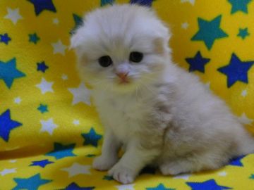 スコティッシュフォールド(折れ耳)【山梨県・男の子・2019年11月23日・クリームタビー&ホワイト】の写真「良血統、優しいお顔の男の子★」