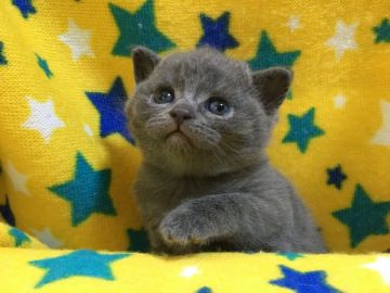 ブリティッシュショートヘア【山梨県・女の子・2020年10月4日・ブルー】の写真「ムチムチ・コロコロの可愛い女の子♡」