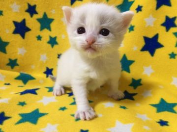 ラグドール【山梨県・男の子・2020年2月21日・ブルーポイントバイカラー】の写真「白くてフワフワ♪可愛い男の子☆」