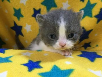 ブリティッシュショートヘア【山梨県・男の子・2020年4月4日・ブルー&ホワイト】の写真「コロコロ可愛い男の子☆」