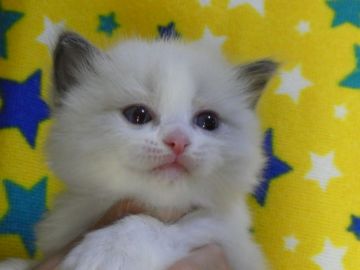 ラグドール【山梨県・男の子・2019年9月1日・ブルーポイントバイカラー（ロング）】の写真「優しい顔の男の子です(^^)」