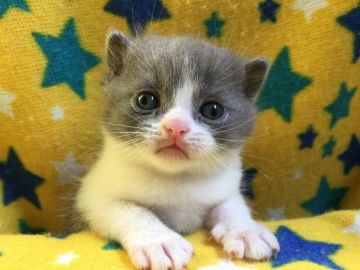 ブリティッシュショートヘア【山梨県・男の子・2020年9月13日・ブルー&ホワイト】の写真「可愛いハチワレの男の子☆」