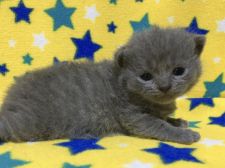 ジャパニーズボブテイルの子猫を探す 専門ブリーダー直販の子猫販売 みんなの子猫ブリーダー ジャパニーズボブテイルの子猫を探す 専門ブリーダー直販の子猫販売 みんなの子猫ブリーダー