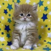 サイベリアン【山梨県・男の子・2022年9月7日・レッドタビー&ホワイト】の写真1「11月1日撮影動くぬいぐるみみたい🧸💓」