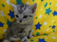 アメリカンショートヘア【山梨県・男の子・2019年4月10日・シルバータビー】の写真2