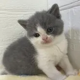 ブリティッシュショートヘア【山梨県・女の子・2023年2月24日・ブルー&ホワイト】の写真2「ブログの方でも紹介してます😊宜しかったら覗いて見てくださいね✏️トドちゃんベビーです🍼」