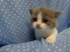 ブリティッシュショートヘア【山梨県・女の子・2019年4月2日・ブルー&ホワイト】の写真2