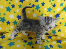 アメリカンショートヘア【山梨県・男の子・2019年4月10日・シルバータビー】の写真3