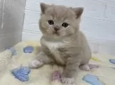 ブリティッシュショートヘア【山梨県・男の子・2024年3月8日・クリーム&ホワイト】の写真3「ブログにも普段の様子をのせていますので宜しかったら覗いて見てくださいね♪」