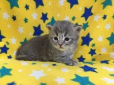 サイベリアン【山梨県・女の子・2021年4月2日・ブルータビー】の写真4