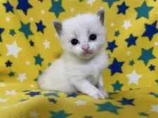 ラグドール【山梨県・女の子・2021年12月17日・ブルーポイントバイカラー】の写真4