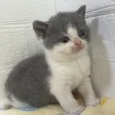 ブリティッシュショートヘア【山梨県・女の子・2023年2月24日・ブルー&ホワイト】の写真4