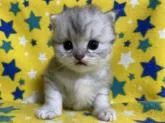スコティッシュフォールド(立ち耳)【山梨県・男の子・2022年8月29日・ブルータビー】の写真4