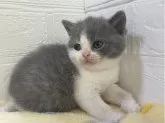 ブリティッシュショートヘア【山梨県・女の子・2023年2月24日・ブルー&ホワイト】の写真5