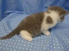 ブリティッシュショートヘア【山梨県・女の子・2019年4月2日・ブルー&ホワイト】の写真5