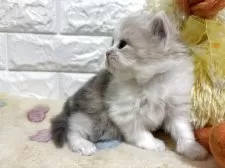 スコティッシュフォールド(立ち耳)【山梨県・女の子・2025年11月4日・ダイリュートキャリコ】の写真10