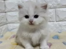 スコティッシュフォールド(立ち耳)【山梨県・男の子・2025年1月30日・レッド&ホワイト】の写真10