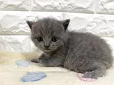 ブリティッシュショートヘア【山梨県・女の子・2025年10月21日・ブルー】の写真10