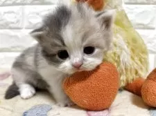 スコティッシュフォールド(立ち耳)【山梨県・女の子・2025年11月4日・ダイリュートキャリコ】の写真11