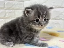 サイベリアン【山梨県・女の子・2025年3月6日・ブルータビー】の写真12