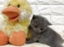 ブリティッシュショートヘア【山梨県・女の子・2025年10月21日・ブルー】の写真12