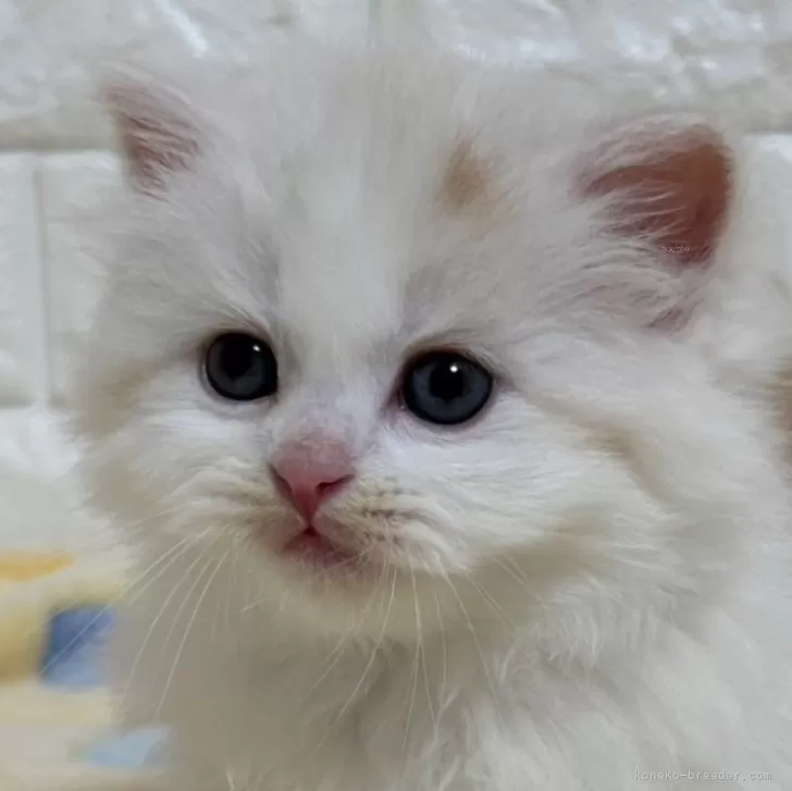 ID:2503-00118の子猫