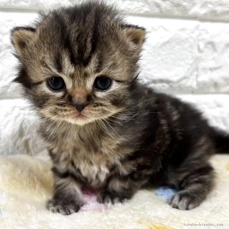 スコティッシュフォールド(立ち耳)【山梨県・男の子・2025年11月3日・ブラウンタビー】の写真1