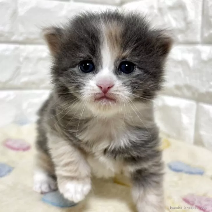サイベリアン【山梨県・女の子・2025年8月22日・ダイリュートキャリコ】の写真1「ピンクのお鼻がかわいいですね😊」