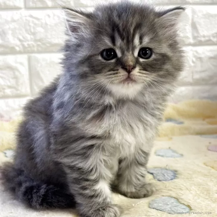 ID：2509-01958の子猫