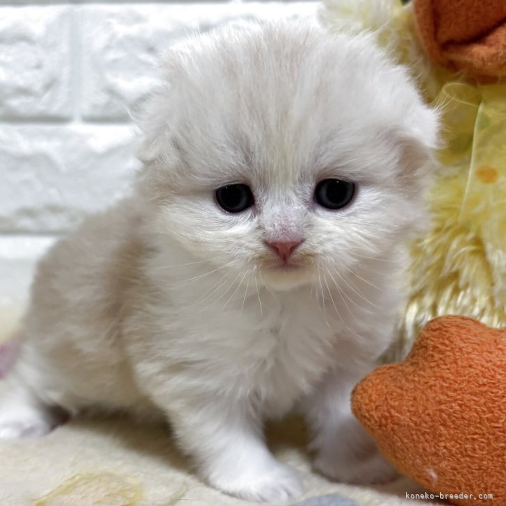 ブリーダー画像