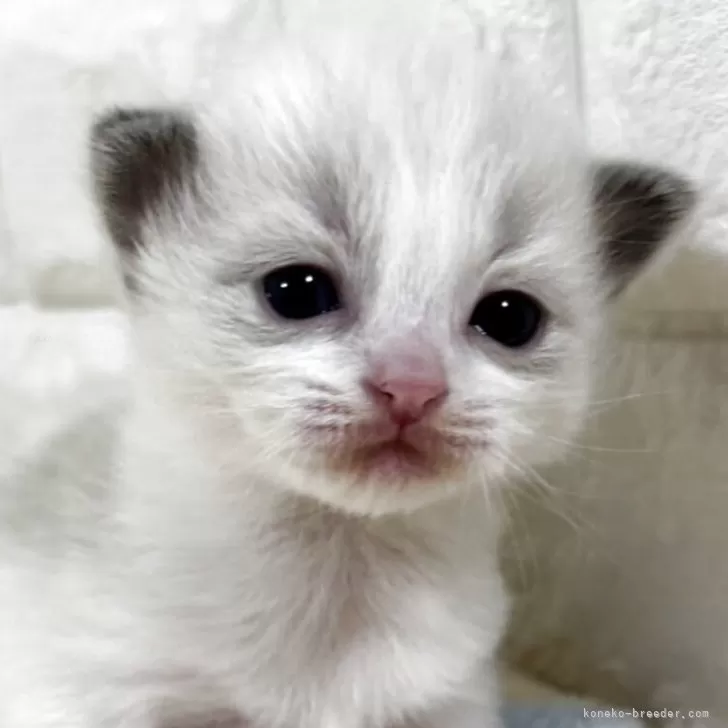 ID:2503-02657の子猫