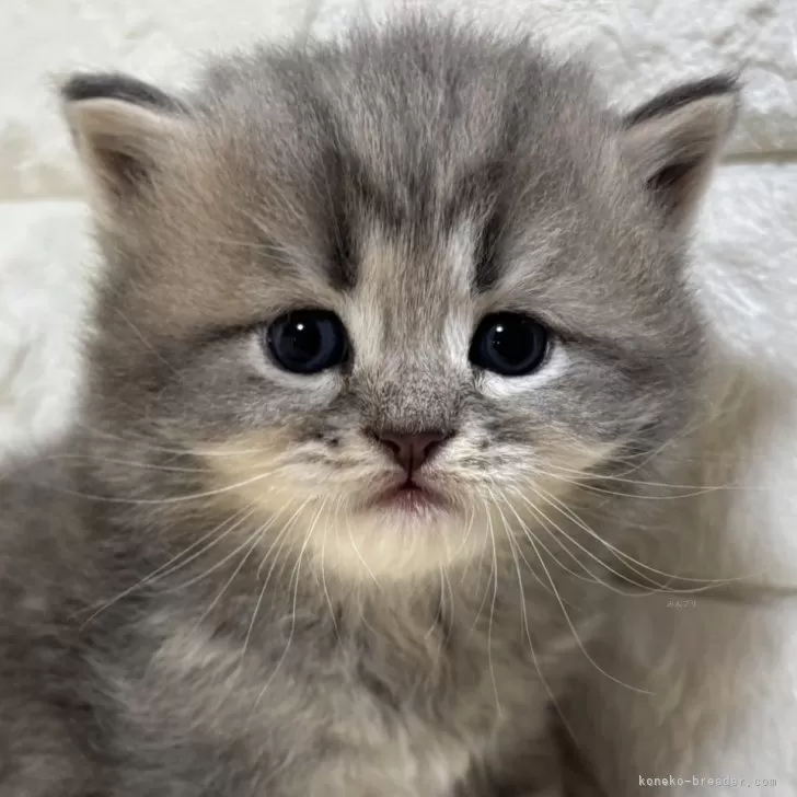 マユ　シン 様のお迎えした子猫
