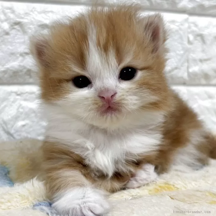 スコティッシュフォールド(立ち耳)【山梨県・女の子・2025年11月3日・レッドタビー&amp;ホワイト】の写真1