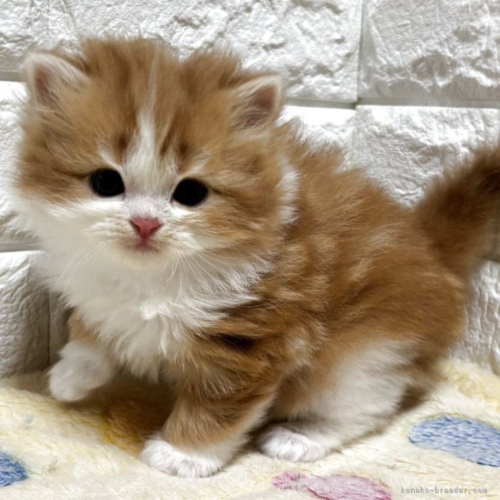 ブリーダー画像