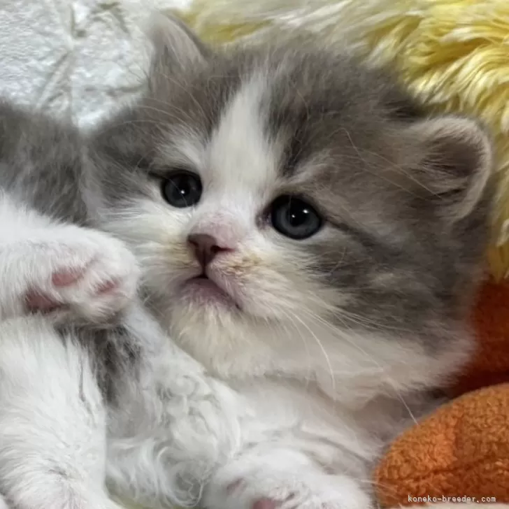 ID：2502-01796の子猫